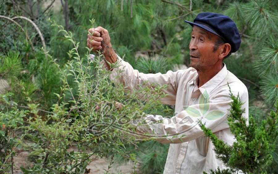 Quảng Ninh: Nhờ BoniDiabet, giảm liều thuốc tây nhưng đường huyết vẫn ổn định