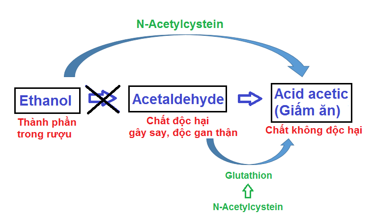 Cơ chế tác dụng của N-Acetylcysteine