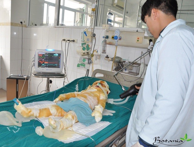 công ty botania từ thiện bé quỳnh như