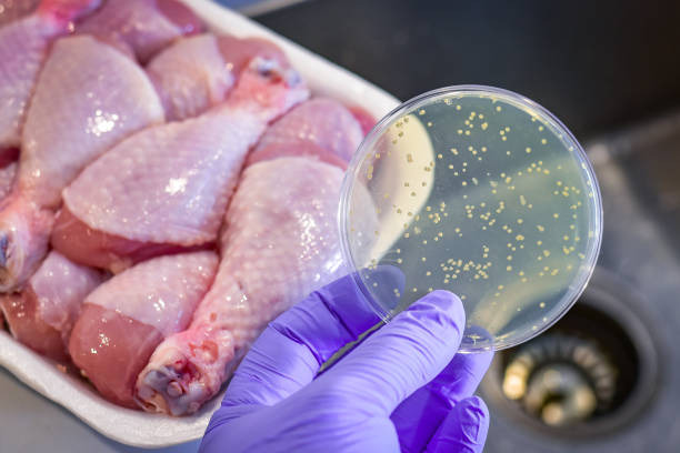 Trong thịt gia cầm có thể chứa vi khuẩn Salmonella.