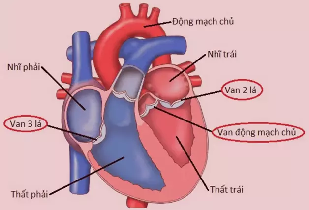 Cấu tạo của tim