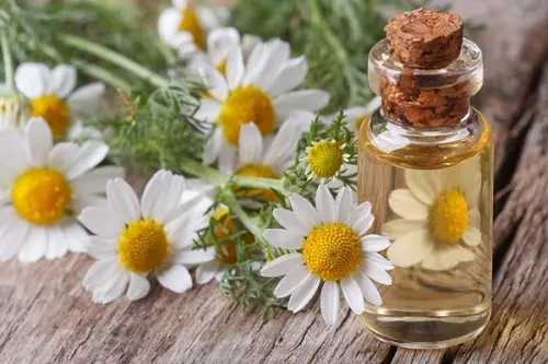 Tinh dầu cúc La Mã giúp giảm viêm da dị ứng