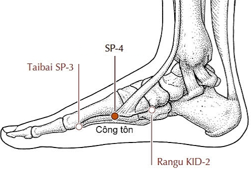 Vị trí huyệt công tôn