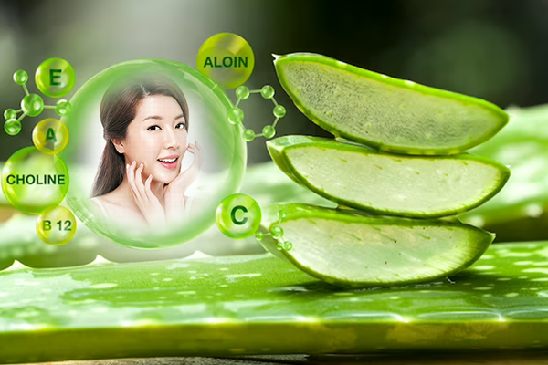 lợi ích sức khỏe từ cây lô hội