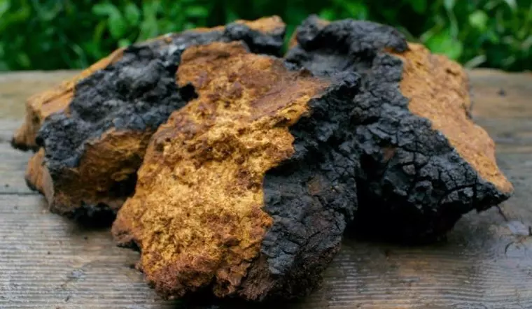 Nấm Chaga