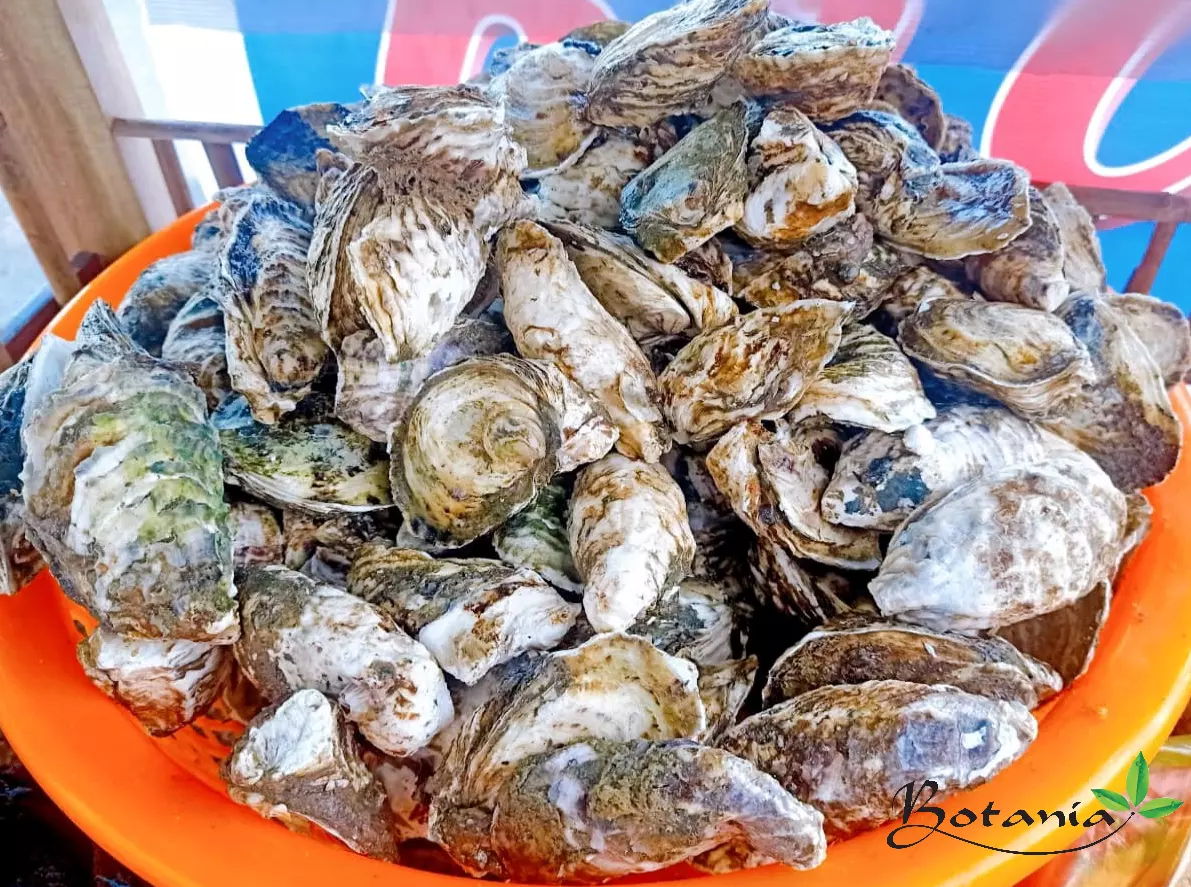 Hàu