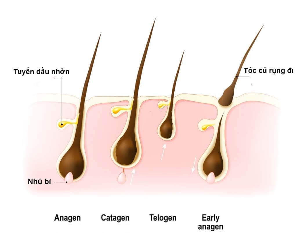 Các giai đoạn phát triển của tóc.