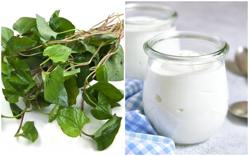 Mặt nạ từ rau diếp cá kết hợp với sữa chua.