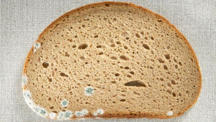  Các loại đồ ăn bị mốc chứa nhiều độc tố aflatoxin