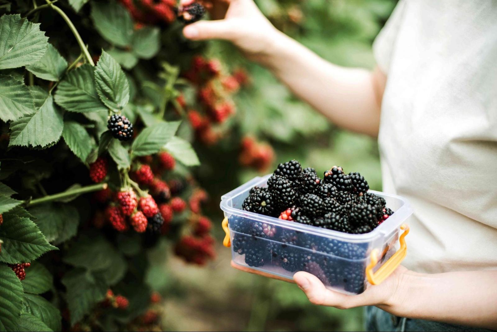 Các loại quả mọng chứa nhiều flavonoid