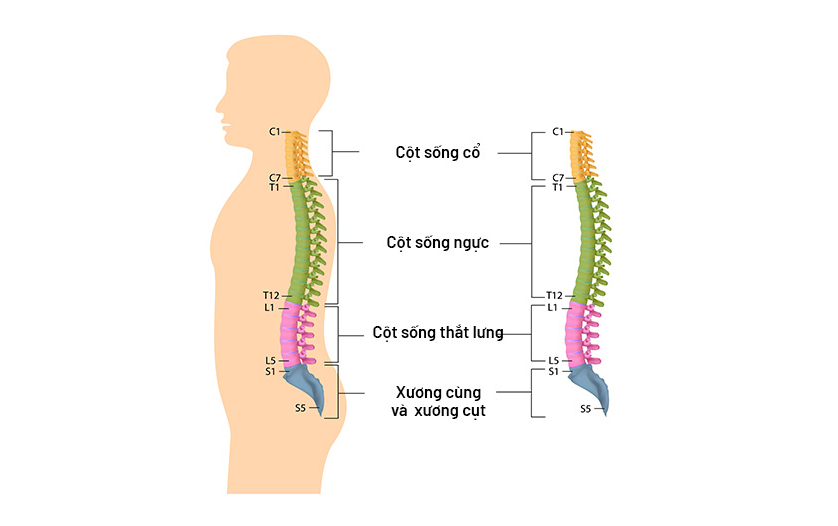 Hình ảnh cột sống bình thường ở người