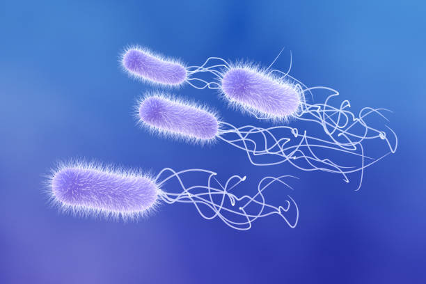 Vi khuẩn E.Coli là một nguyên nhân gây viêm tuyến tiền liệt