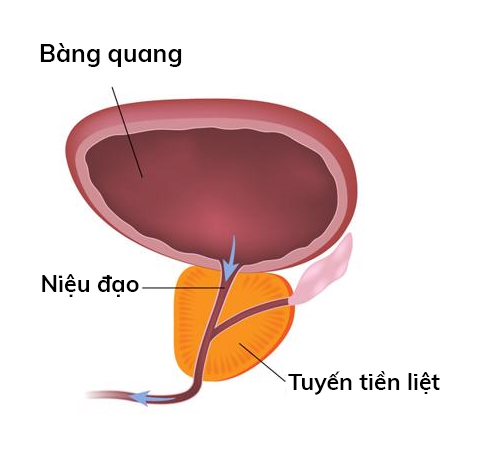 Vị trí tuyến tiền liệt