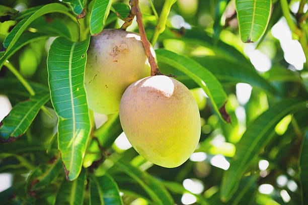Tưởng vô dụng, lá xoài lại có hàng loạt lợi ích cho sức khỏe