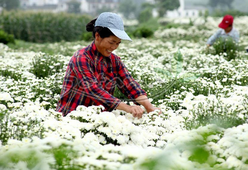 An Giang: Chị dùng BoniVein được 3 tháng, chị thấy đi lại không đau nhức và gân nổi lên đã mờ đi nhiều